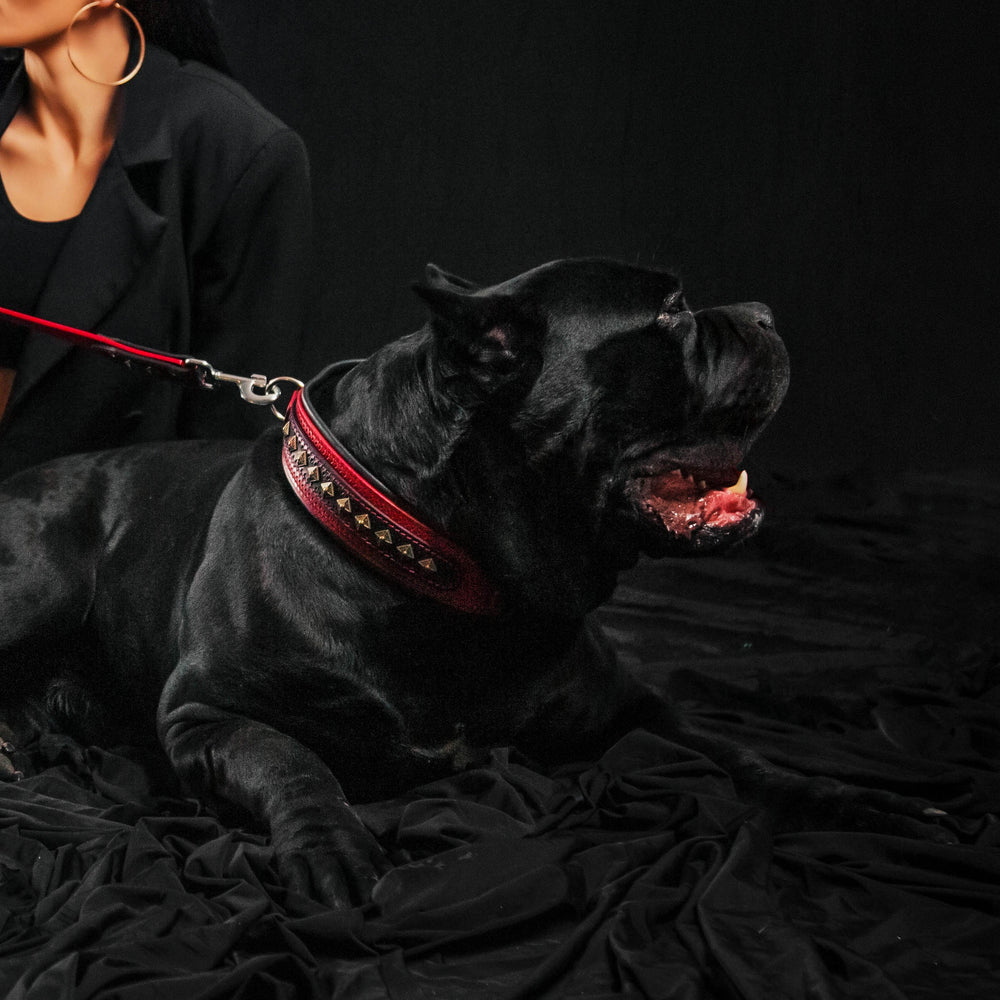 The "Balteus" red collar is good