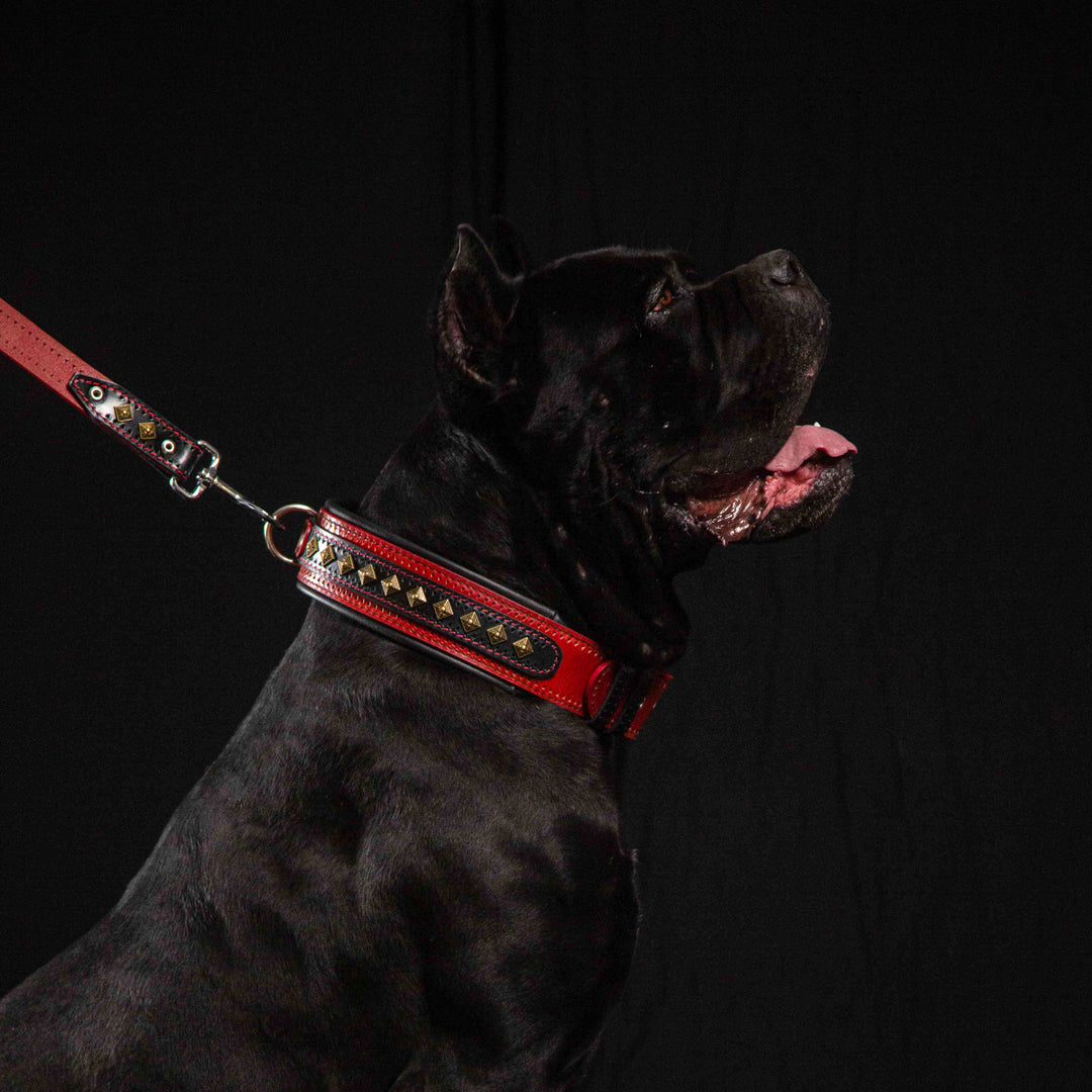 The "Balteus" red collar is good