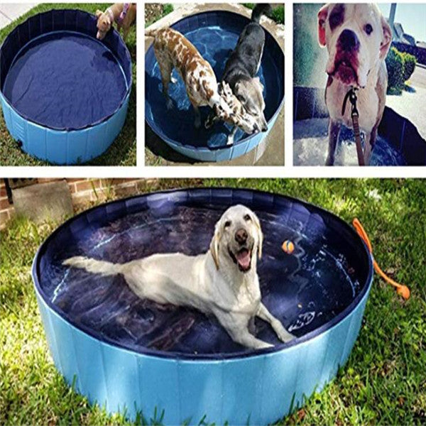 Pet Pool Dog