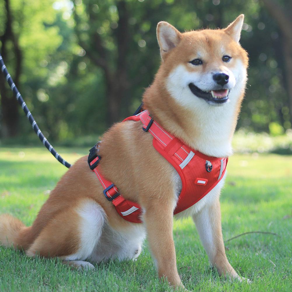 Nylon Dog