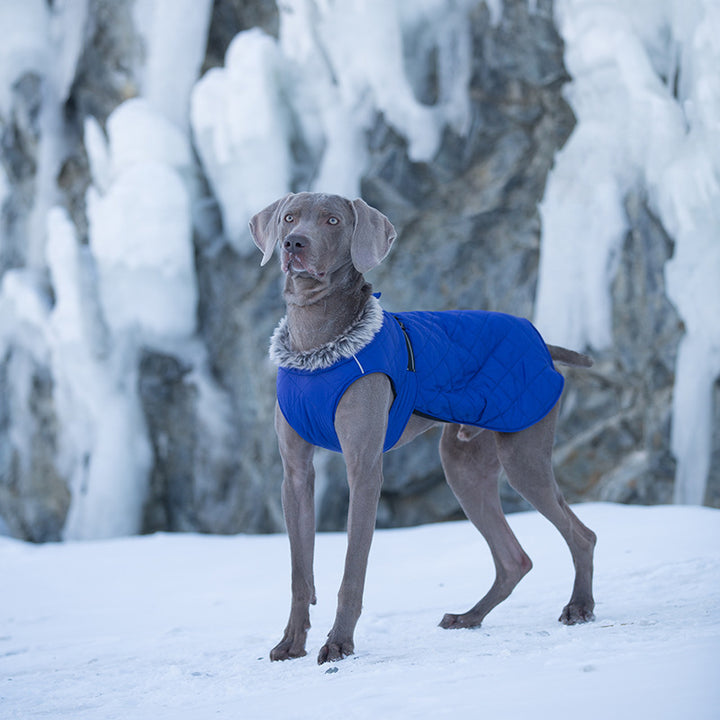 Pet Clothing Cotton Coats Wholesale, Winter