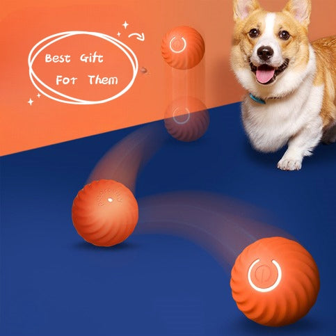 Pet Dog