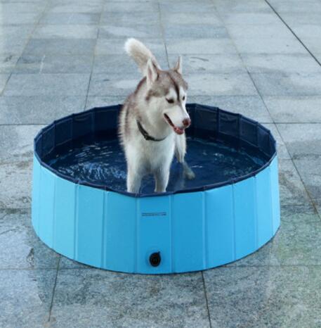 Pet Pool Dog
