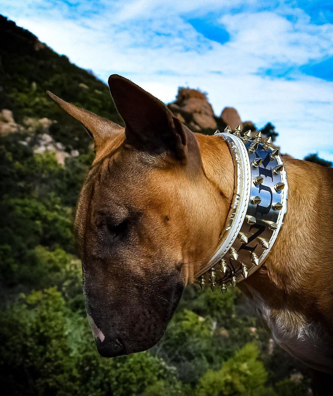 The "Metal" collar White &amp; Gold- personalized!