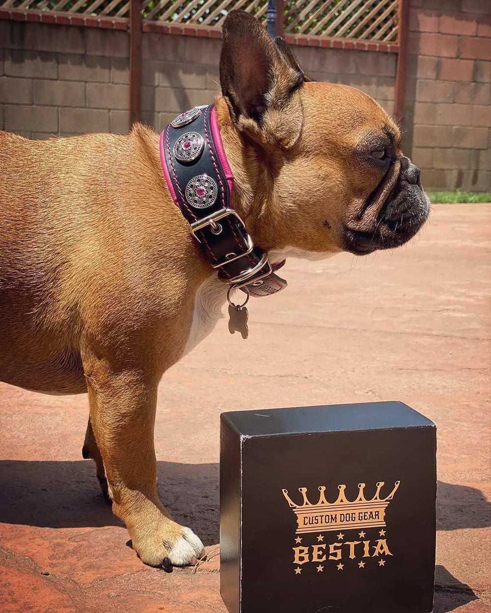 "Bijou" Collar Black & Pink is a stylish and eye-catching dog 