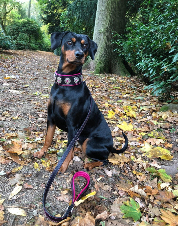 "Bijou" Collar Black &amp; Pink is a stylish and eye-catching dog 