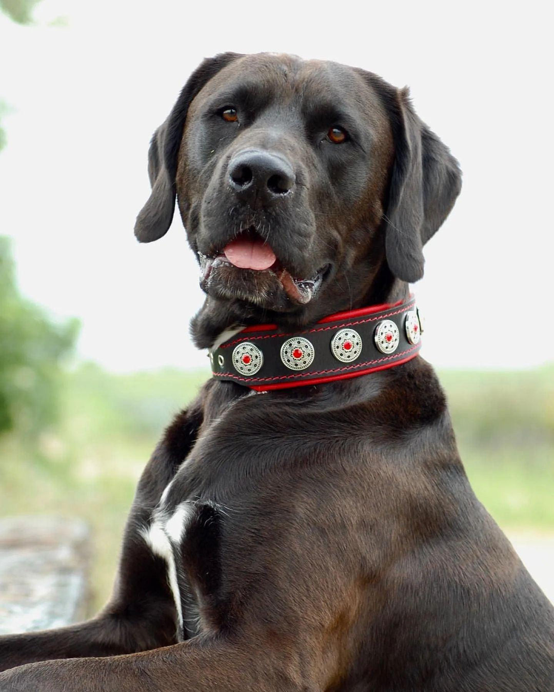 "Bijou" collar black &amp; red
