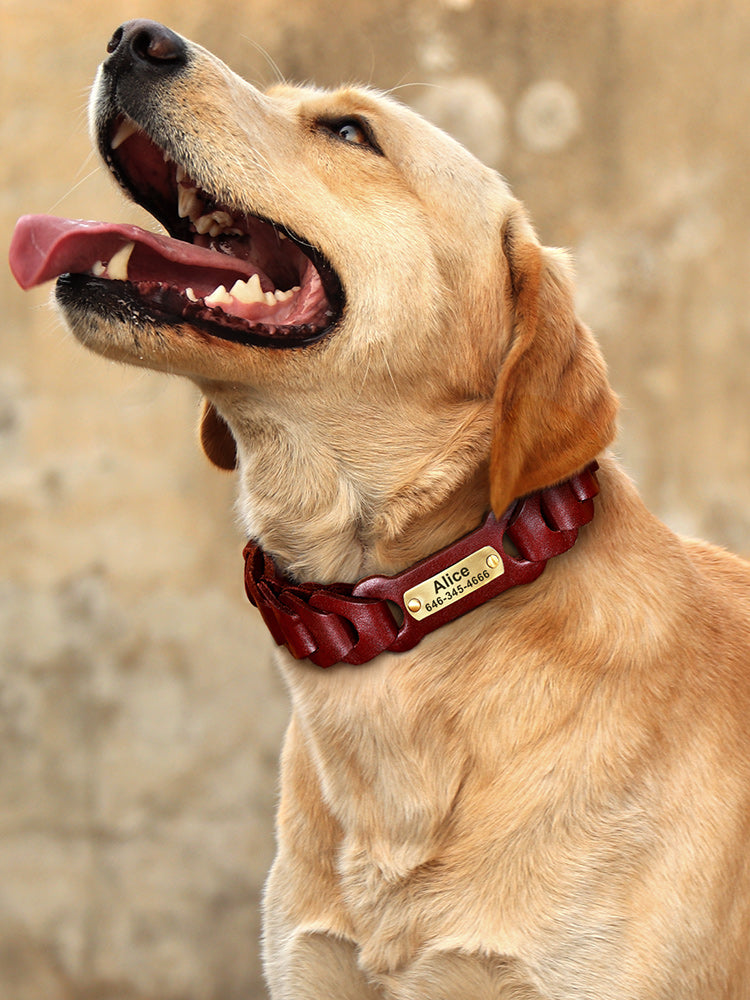 medium large braided leather dog collar
