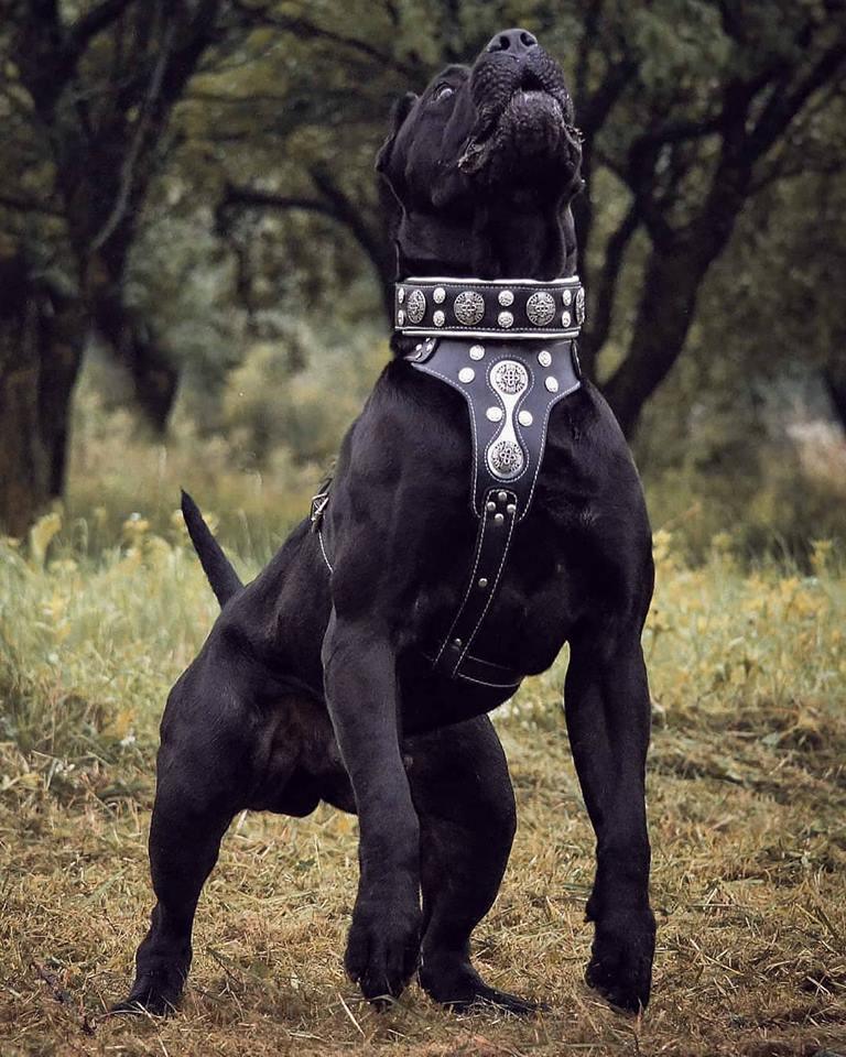"Hektor" Collar is a stylish and practical dog accessory