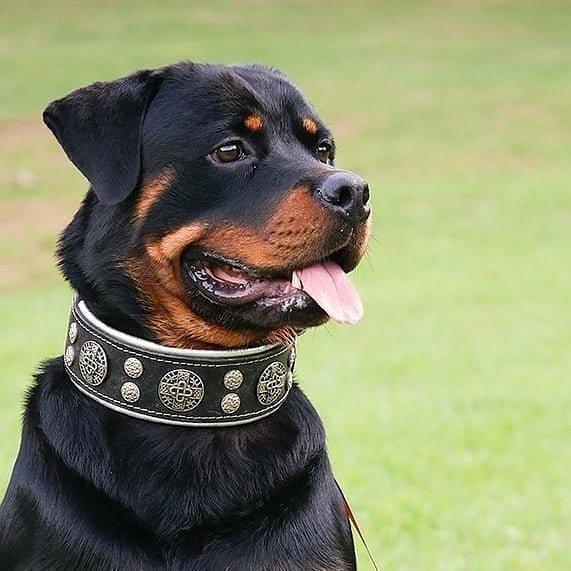 "Hektor" Collar is a stylish and practical dog accessory
