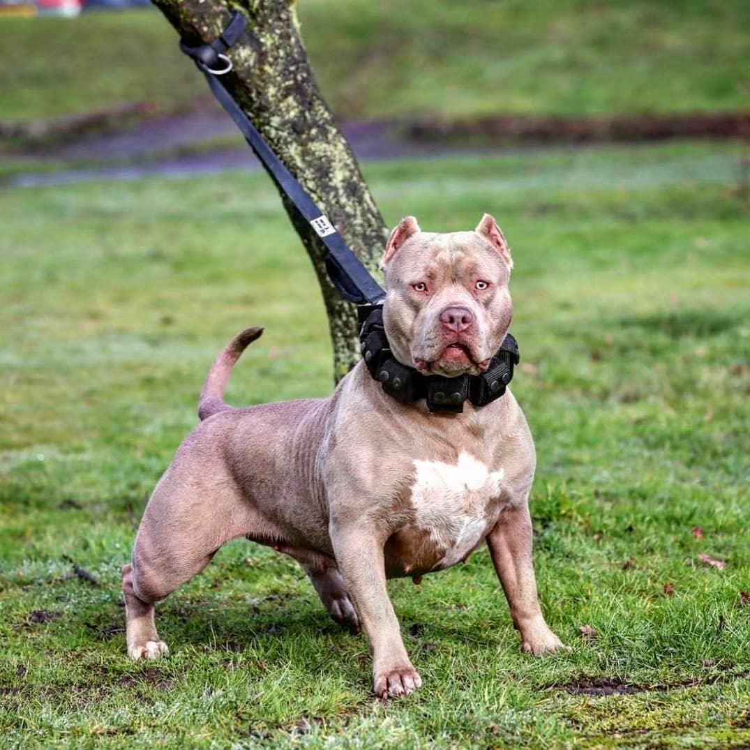 Weighted dog training collar. Large breeds. 5 lbs total.